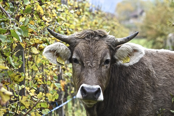 Alois Lageder cow